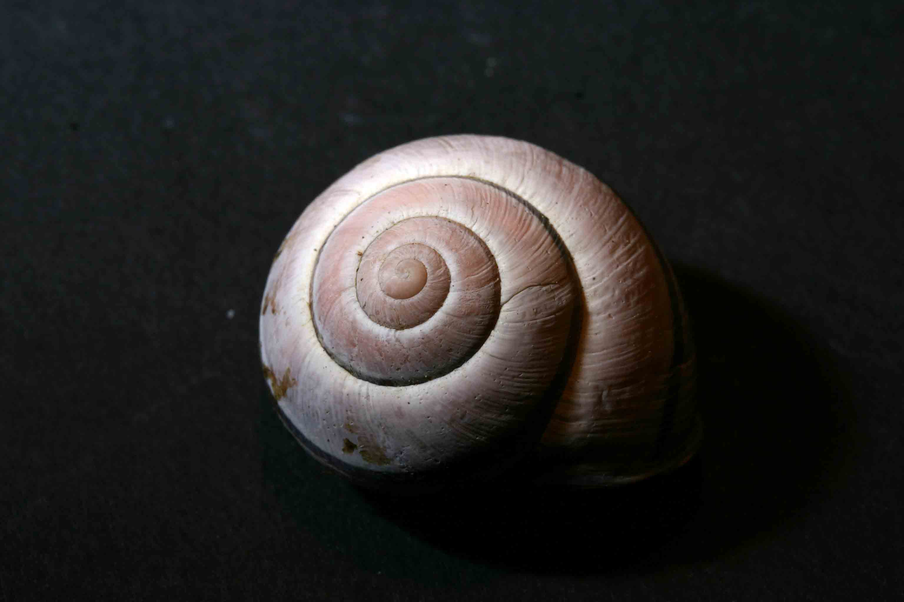 Macchiagrande 1